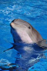 Fototapeta premium Dolphin