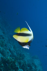 Fototapeta na wymiar Colourful tropical fish
