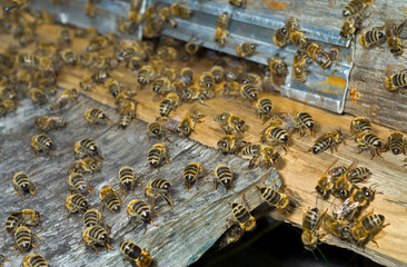 Bees on hive 5