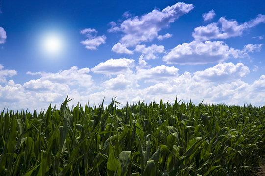 Corn field clouds blue sky.