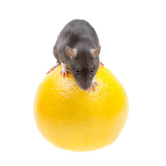 Funny rat and orange isolated on white