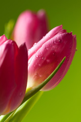 Fototapeta premium tulips on green