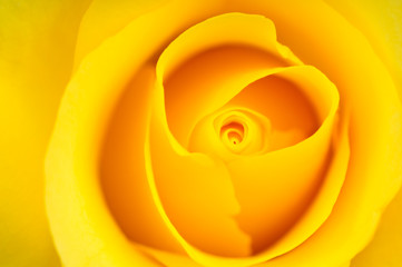 Fototapeta na wymiar Yellow Rose background