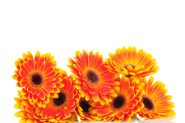 Gerberas isolated on white background