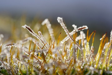 Moospflanzen mit Reif