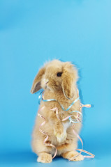 Hase © Natallia Vintsik