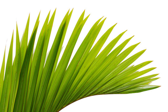 Feuille de palmier sur fond blanc