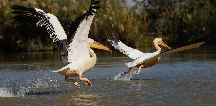 p&eacute;lican action