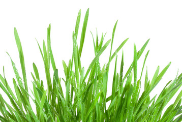 Fresh green grass with waterdrops