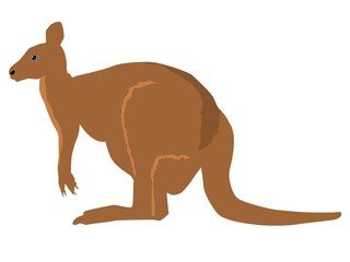 kangaroo