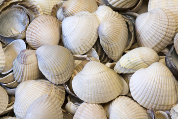seashell background