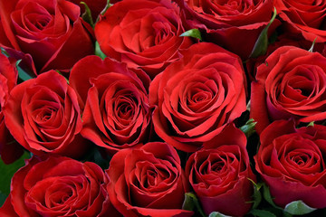 red roses