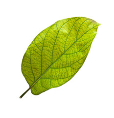 leaf of avocado tree