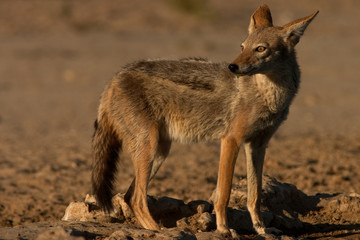 Black-Backed Jackal