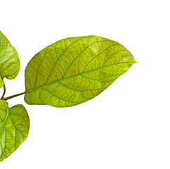 Branch of avocado tree