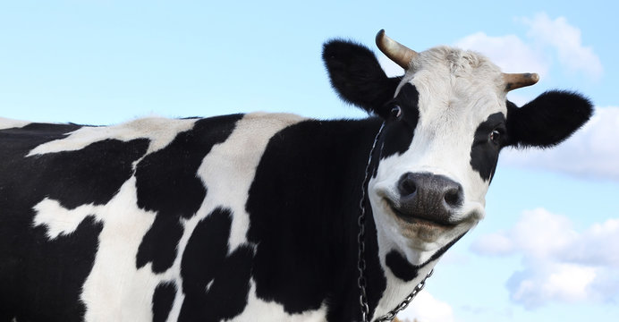 Funny smiling black and white cow on a blue clear background