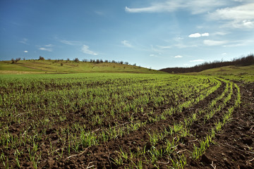 Fototapeta na wymiar winter wheat field