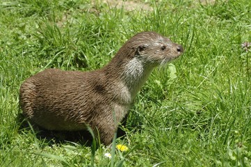 European otter (Lutra lutra lutra)