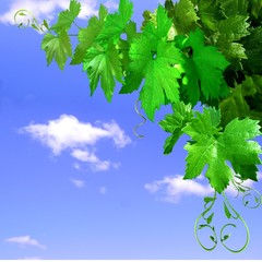 Fond Feuilles naturelles.