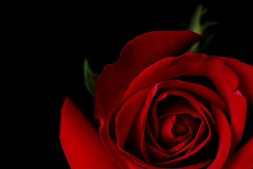 Red rose