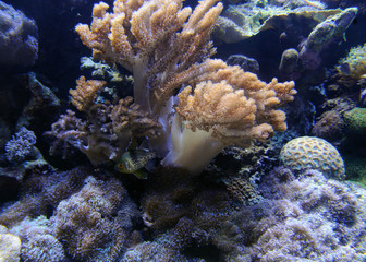 Coral reef