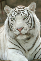 Fototapeta na wymiar White Tiger 2010
