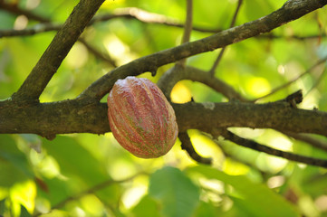 Cocoa or cacao pod on tree