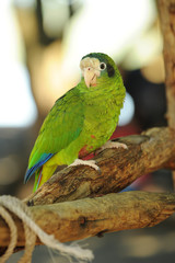 Parrot in tropical jungle