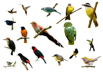 birds from Costa Rica - 19967279