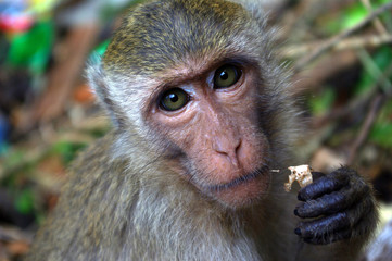 Eating monkey
