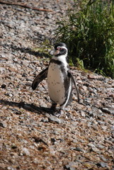 Naklejka premium Le manchot