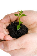 Green plant in hands isolated on white
