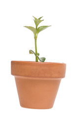 seedling in flowerpot
