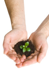 Green plant in hands isolated on white