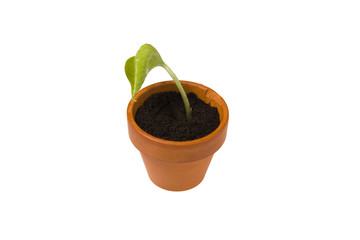 seedling in flowerpot