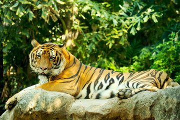 Tiger Tiger laying on rock
