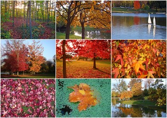 L'automne au bois de Vincennes, Paris