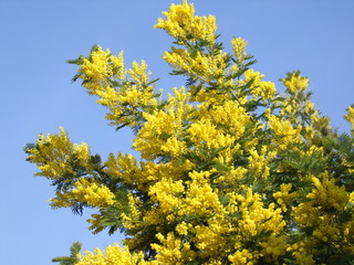 MIMOSA