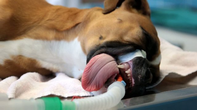 boxer anesth&eacute;si&eacute; et intub&eacute;