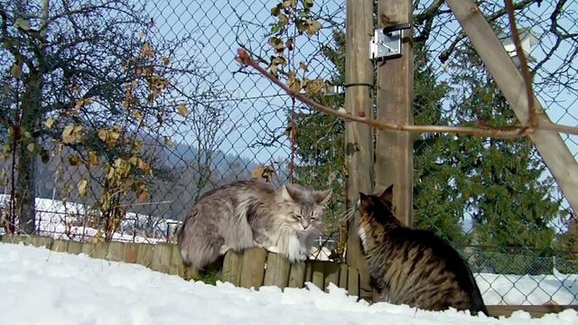 Trois maine coons dans la neige