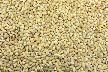 texture of raw barley