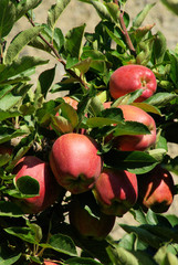 Apfel am Baum - apple on tree 128