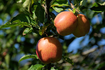 Apfel am Baum - apple on tree 132