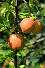 Apfel am Baum - apple on tree 133