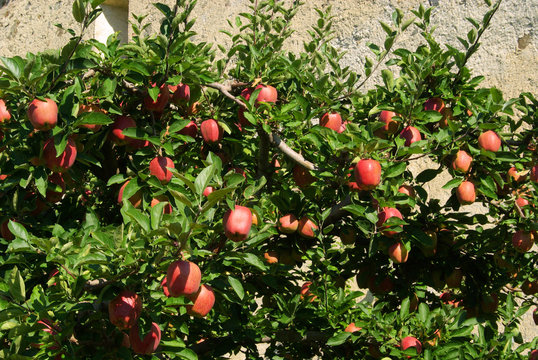 Apfel am Baum - apple on tree 130