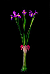 Beautiful Iris flowers in vase on black background