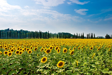 Sonnenblumen in der Toskana Italien