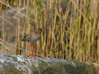 Common Redshank