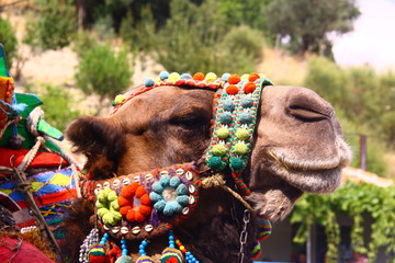 camel