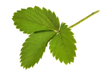 Strawberry leaf on isolated